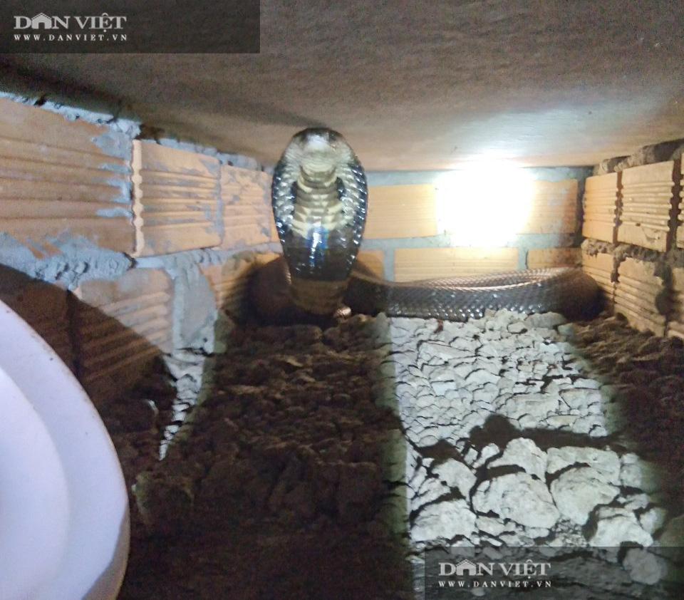 Có gì bên trong trại nuôi rắn hổ mang quy mô lớn ở tỉnh Sóc Trăng? - Ảnh 4.