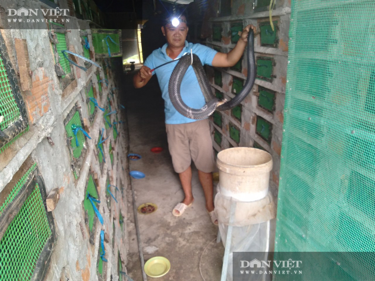 Có gì bên trong trại nuôi rắn hổ mang quy mô lớn ở tỉnh Sóc Trăng? - Ảnh 2.