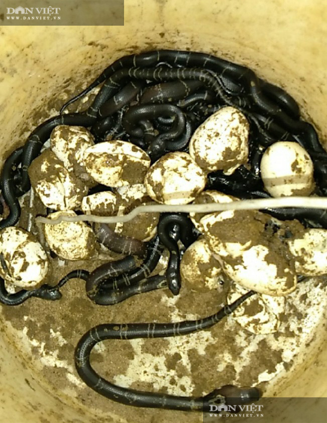 Có gì bên trong trại nuôi rắn hổ mang quy mô lớn ở tỉnh Sóc Trăng? - Ảnh 5.