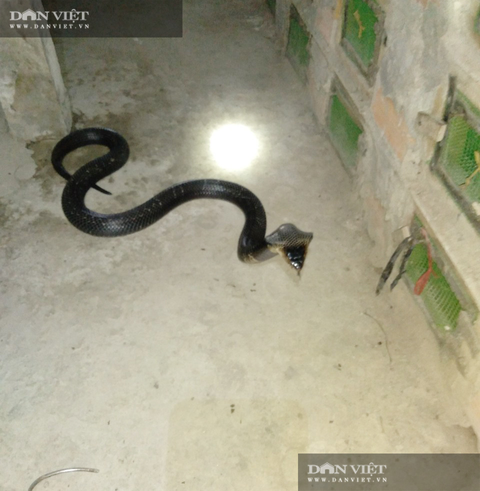 Có gì bên trong trại nuôi rắn hổ mang quy mô lớn ở tỉnh Sóc Trăng? - Ảnh 3.