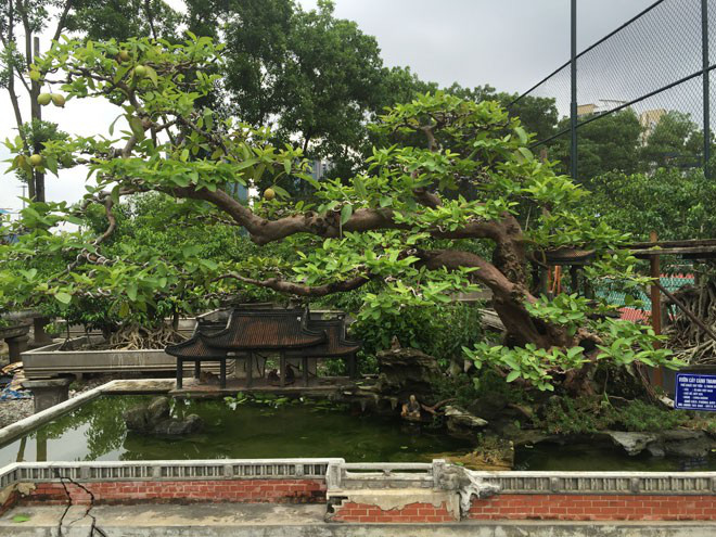 Thương vụ "sang tay" bonsai ổi dáng “kỳ quái” độc nhất vô nhị khiến đại gia mê mẩn - Ảnh 10.