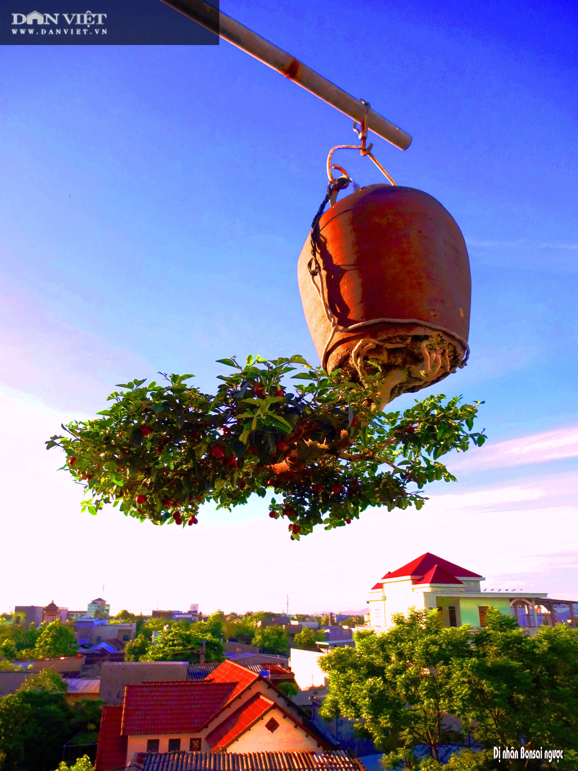 Dị nhân ở Quảng Nam có hàng trăm cây bonsai ngược được xác nhận kỷ lục Việt Nam - Ảnh 4.