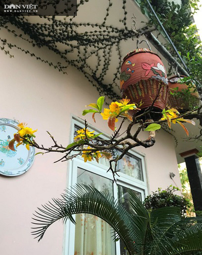 Dị nhân ở Quảng Nam có hàng trăm cây bonsai ngược được xác nhận kỷ lục Việt Nam - Ảnh 9.