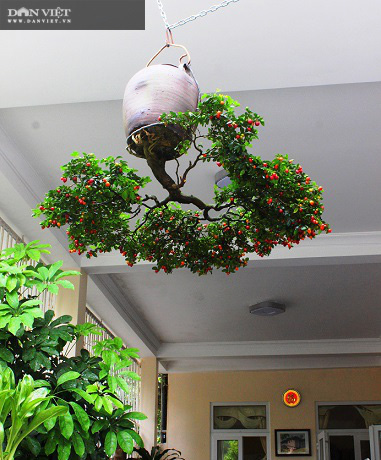Dị nhân ở Quảng Nam có hàng trăm cây bonsai ngược được xác nhận kỷ lục Việt Nam - Ảnh 11.