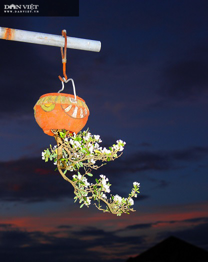 Dị nhân ở Quảng Nam có hàng trăm cây bonsai ngược được xác nhận kỷ lục Việt Nam - Ảnh 7.