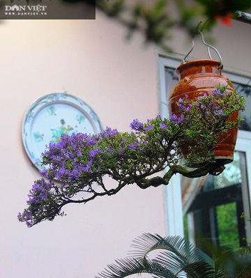 Dị nhân ở Quảng Nam có hàng trăm cây bonsai ngược được xác nhận kỷ lục Việt Nam - Ảnh 12.