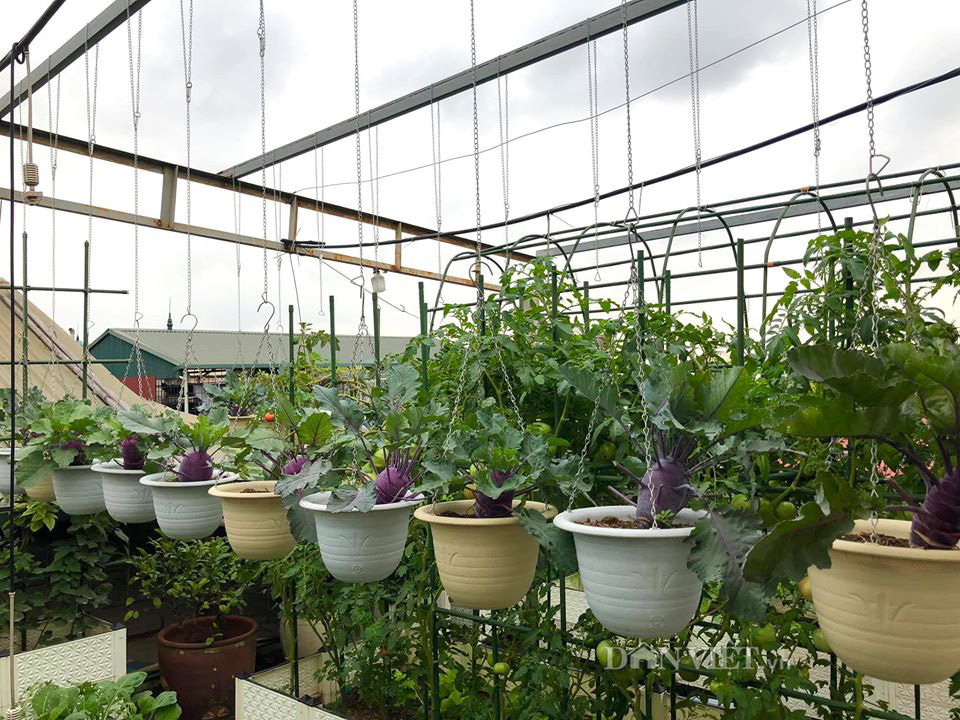 Choáng với khu vườn ngập rau xanh, quả ngọt trên sân thượng của mẹ đảm Hà thành - Ảnh 3.