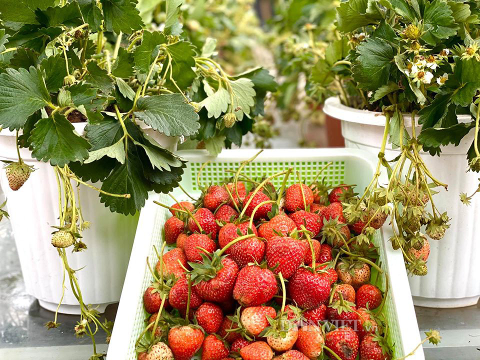 Choáng với khu vườn ngập rau xanh, quả ngọt trên sân thượng của mẹ đảm Hà thành - Ảnh 16.