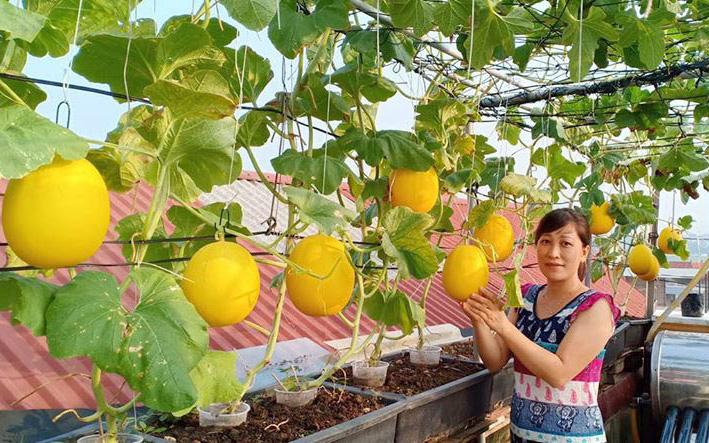 Vườn dưa lưới ở Hà Nội, chỉ 30m2 sân thượng mà mỗi năm thu 3 tạ dưa