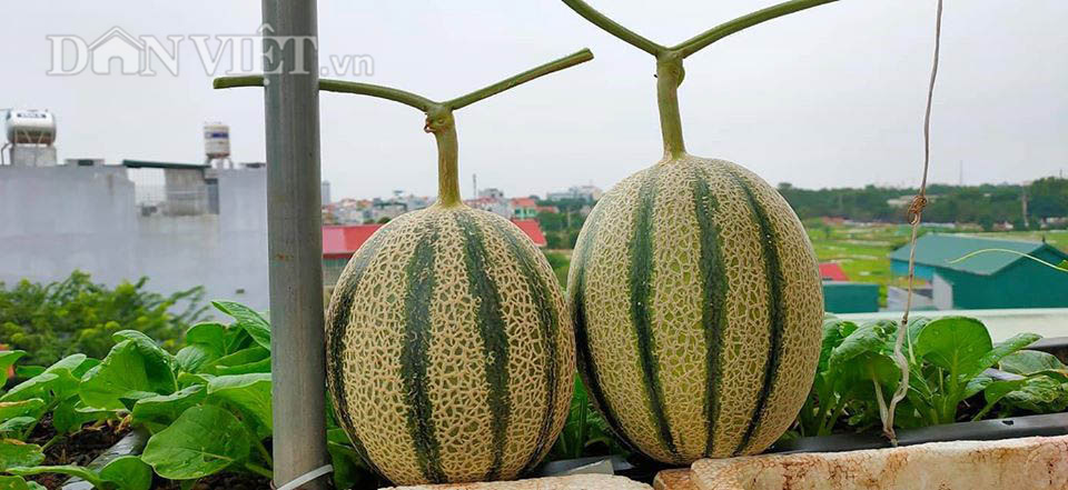 Vườn dưa lưới ở Hà Nội, chỉ 30m2 sân thượng mà mỗi năm thu 3 tạ dưa Logo-12-1589791478351297425703