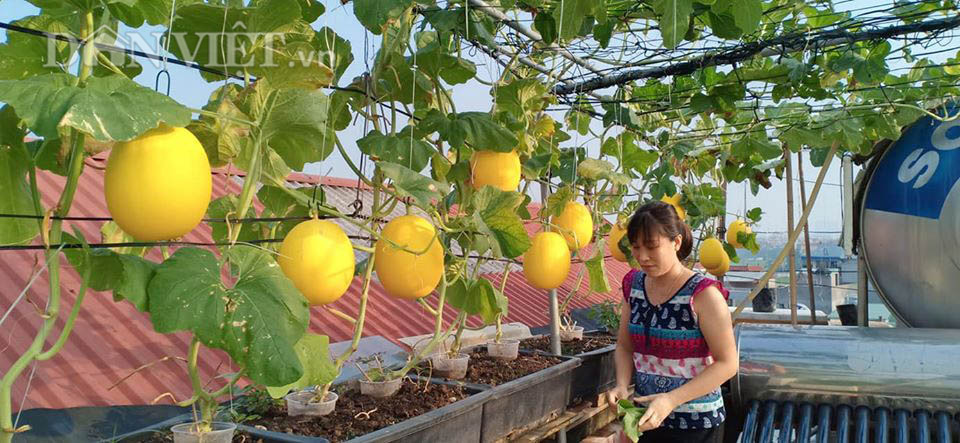 Vườn dưa lưới ở Hà Nội, chỉ 30m2 sân thượng mà mỗi năm thu 3 tạ dưa Logo-5-15897914768551560219841