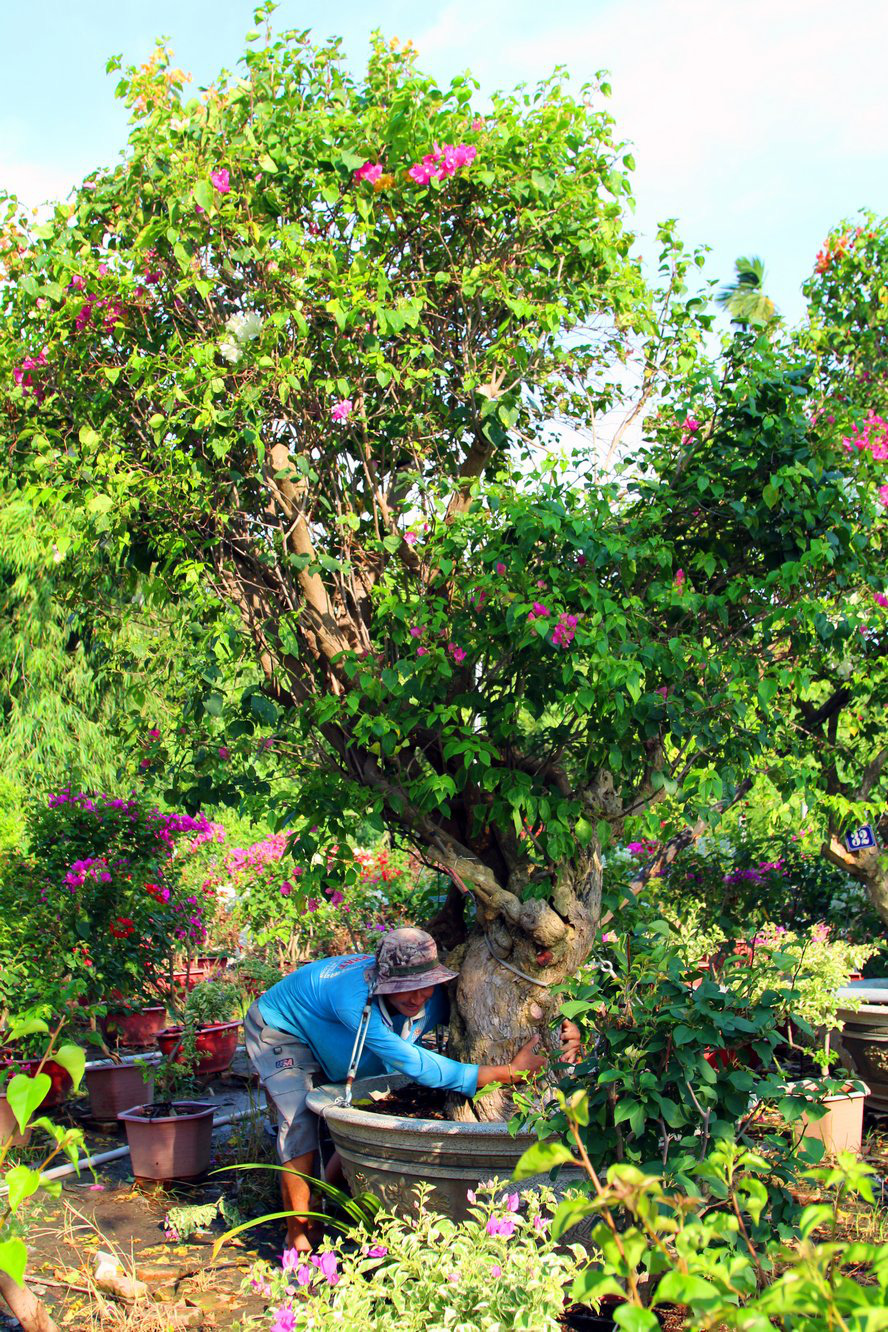 Vườn hoa giấy đa sắc dáng độc, giá trị như kho báu của anh nông dân miền Tây - Ảnh 8.