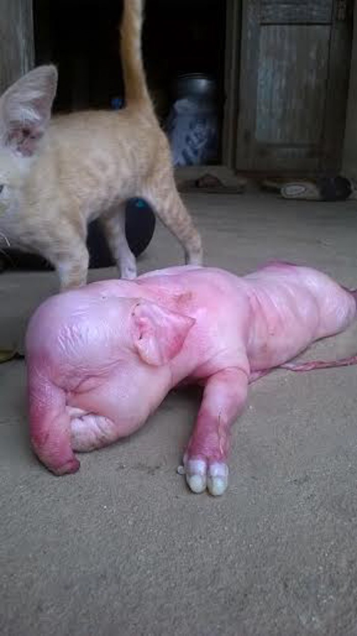 Cá trê râu 8 cọng và những siêu đột biến kỳ bí độc nhất đất Việt - Ảnh 8.