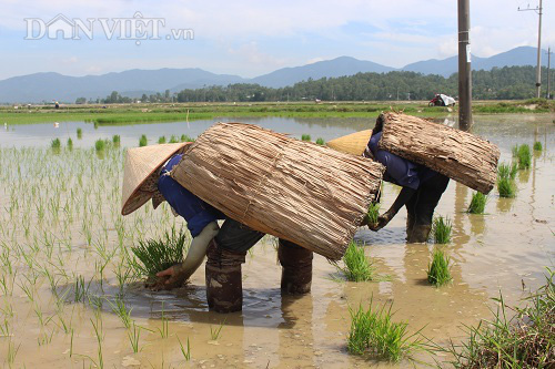 Vật dụng giúp nông dân chống lại nắng nóng gay gắt khi ra đồng - Ảnh 2.