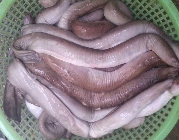 Món ăn từ loài cá ninja trông dị hợm nhưng thơm ngon “nức mũi“ - Ảnh 1.