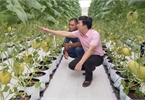 Bỏ nghề báo, chàng trai Hà Nội về quê trồng dưa lưới, thu tiền tỷ mỗi năm
