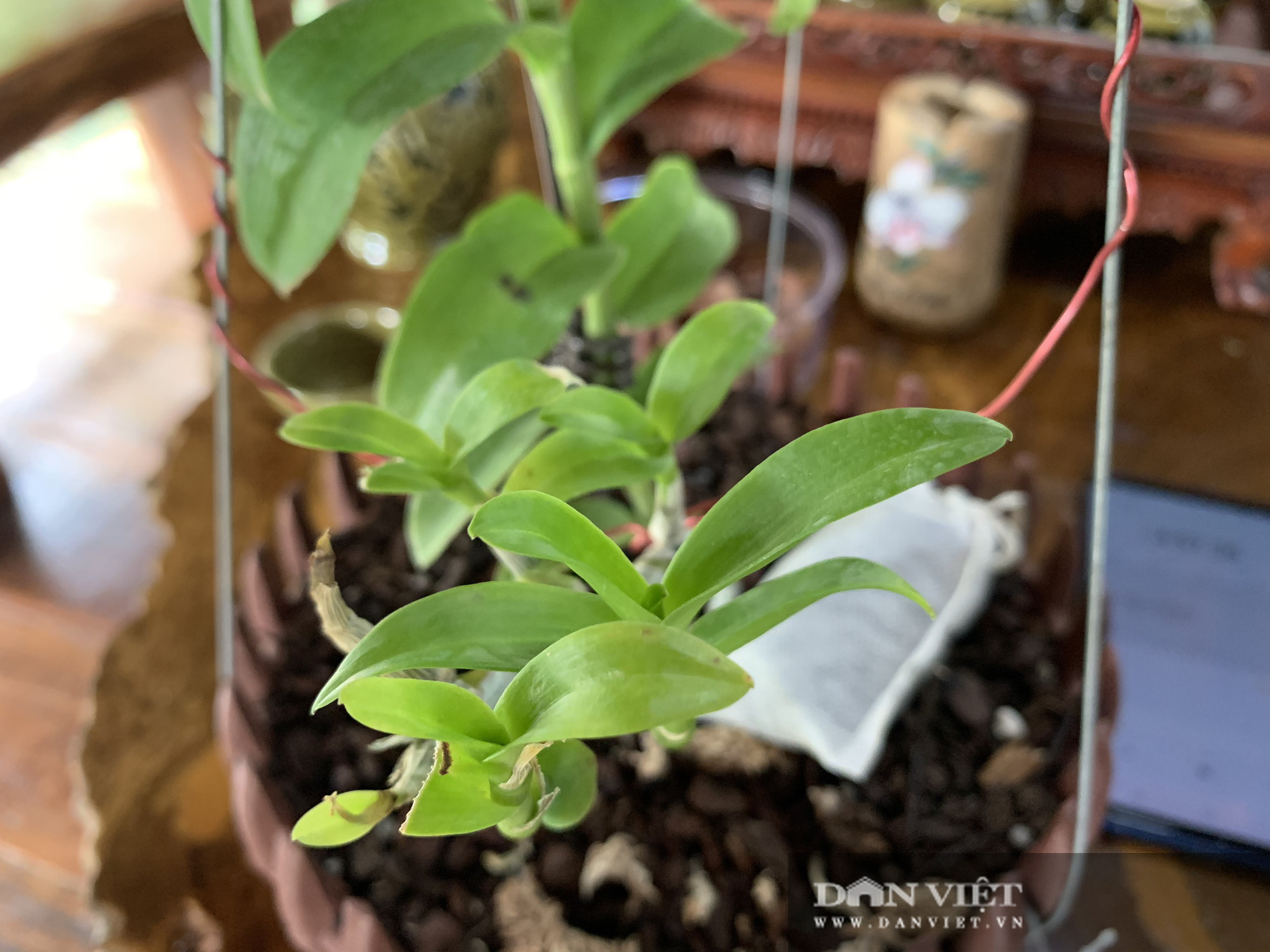 Có gì bên trong khu vườn trồng toàn lan đột biến, trị giá hơn 60 tỷ ở Cần Thơ? - Ảnh 5.