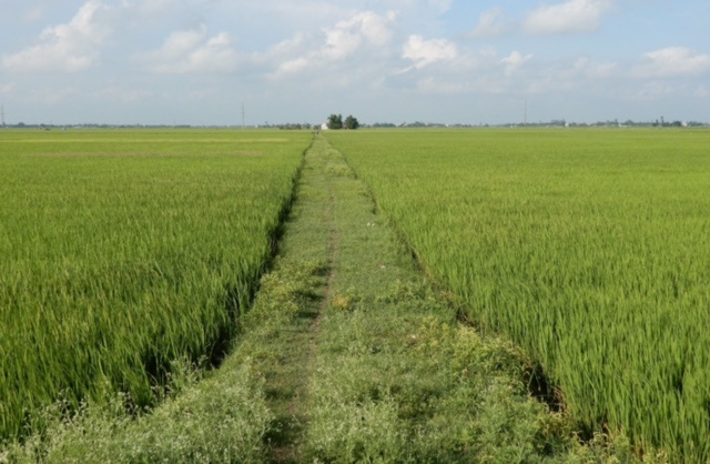 Điều kiện quan trọng để chuyển đổi đất trồng lúa sang đất ở năm 2021