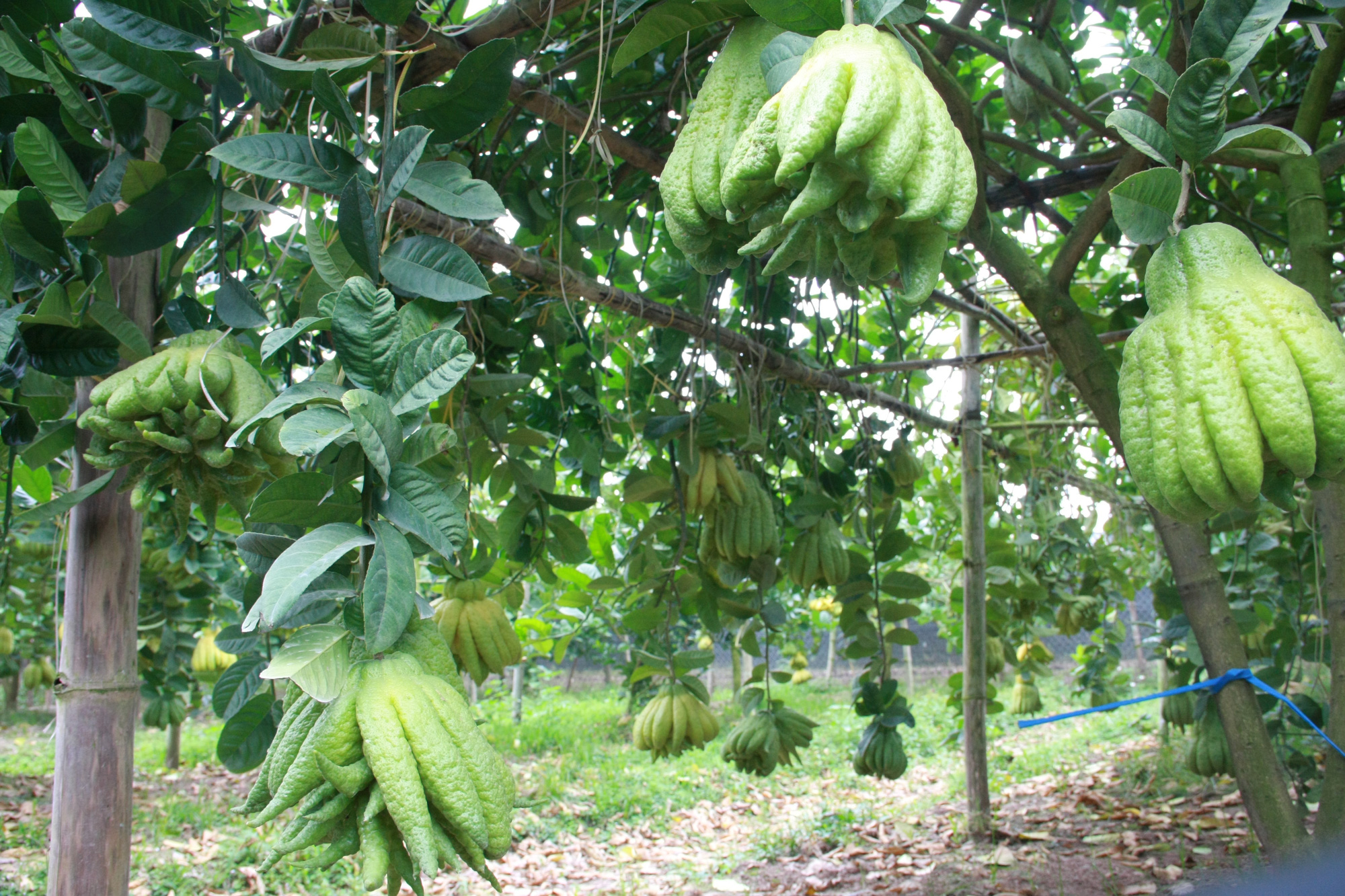 Trồng cây gì chơi Tết 2021: “Vương quốc" loại quả nghìn tay tiền triệu mỗi trái, khủng nhất cả nước - Ảnh 12.