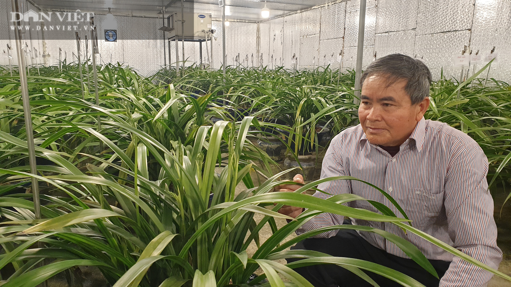 Nam Định: Địa lan quý giá chục triệu mỗi chậu, sợ hết, khách đến tận vườn ghi tên đánh dấu - Ảnh 2.