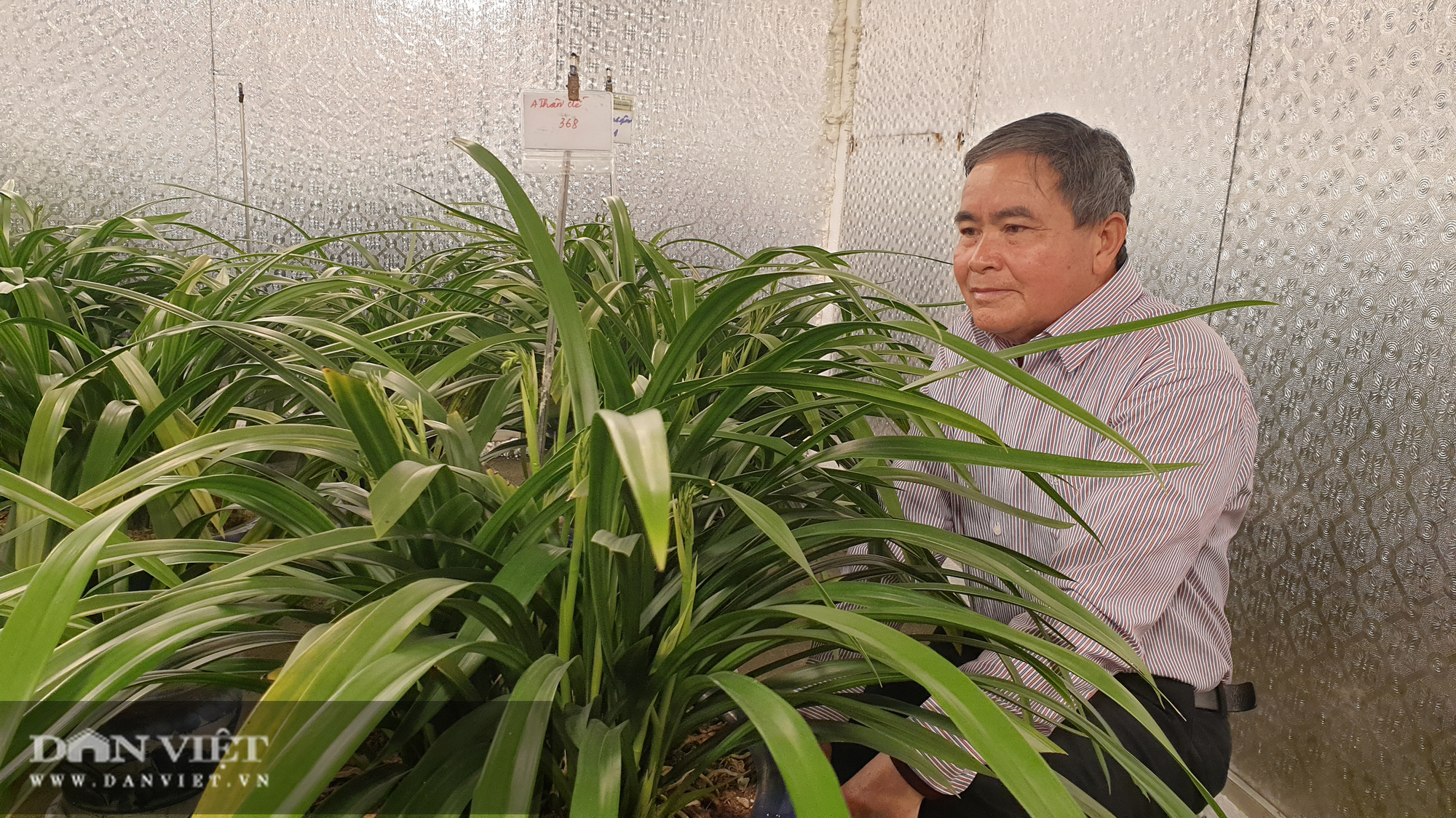 Nam Định: Địa lan quý giá chục triệu mỗi chậu, sợ hết, khách đến tận vườn ghi tên đánh dấu - Ảnh 4.