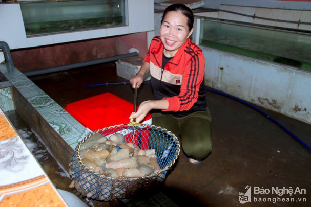 Nghệ An: Con đặc sản mập mạp lại có râu ngắn tua tủa được coi là