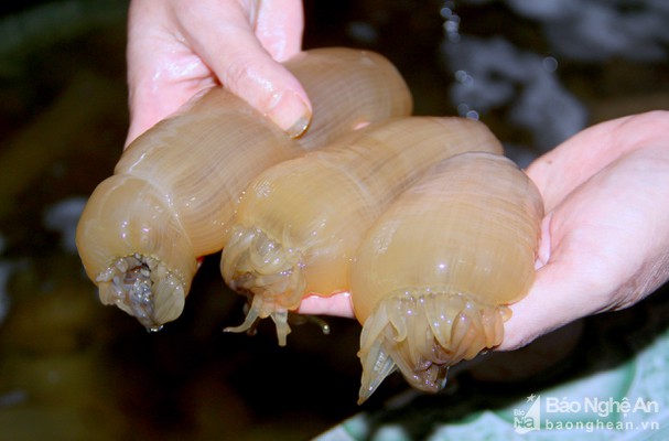 Nghệ An: Con đặc sản mập mạp lại có râu ngắn tua tủa được coi là