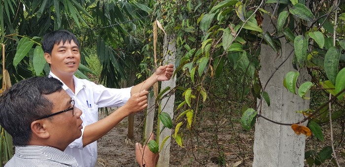 trong loai cay ra cu dai ca met, truoc an chong doi, nay la dac san hinh anh 2