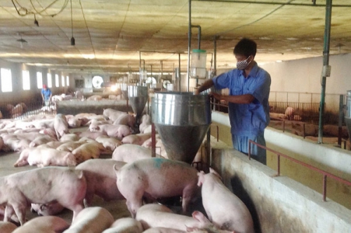 Nghịch lý giá thức ăn chăn nuôi tăng, thịt lợn hơi giảm mạnh