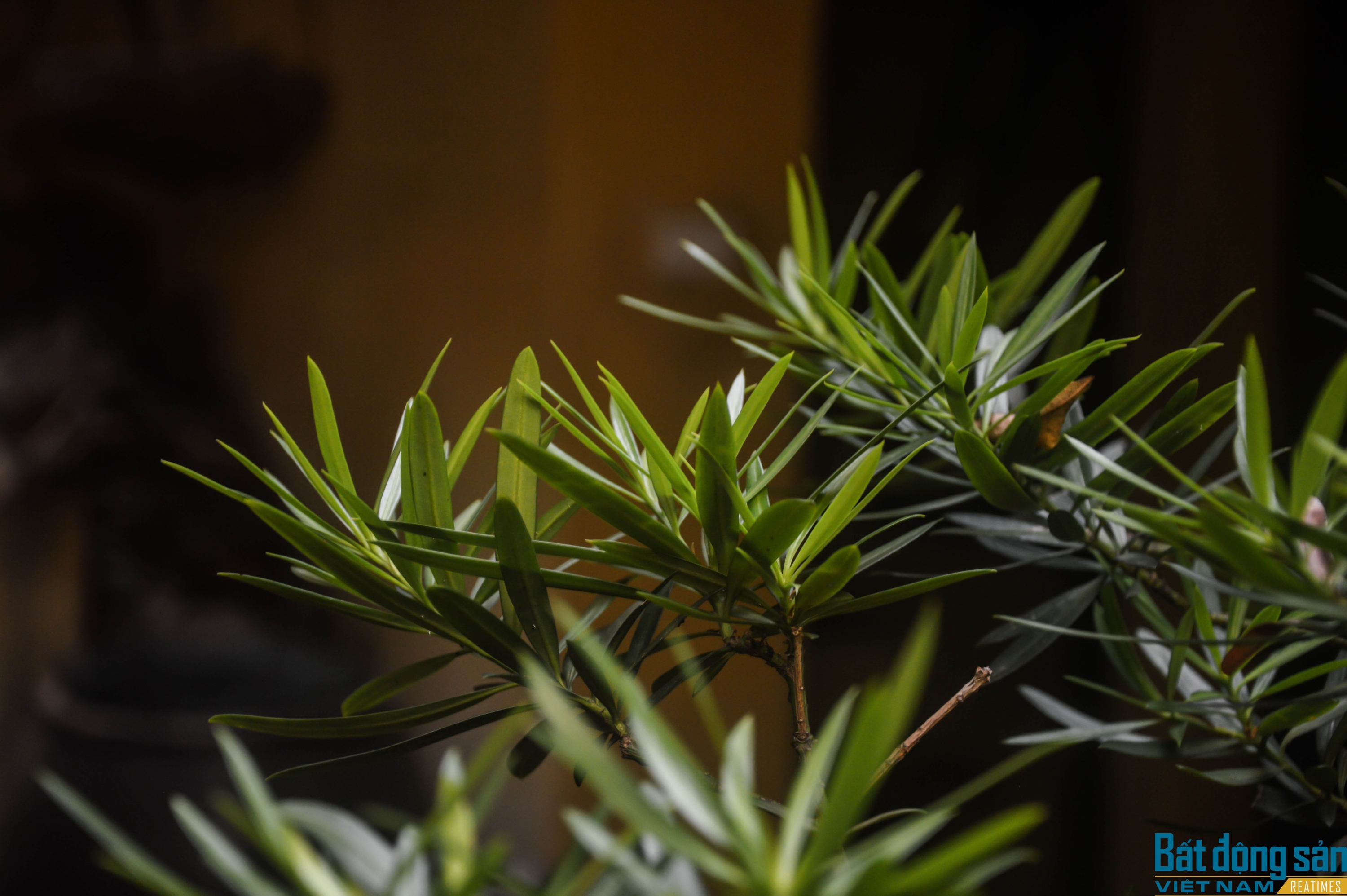 lac vao khong gian hoai niem the ky xix trong ngoi nha giua long pho co