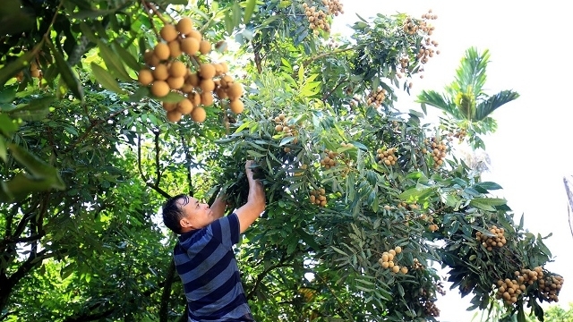 Hung Yen province enters longan harvest season