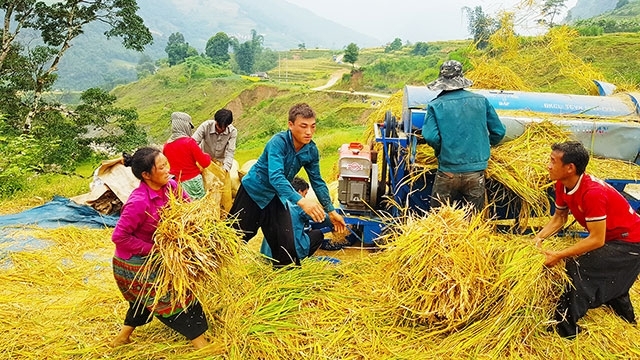 Vietnam's northern border areas in harvesting season