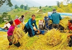 Vietnam's northern border areas in harvesting season