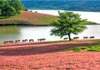 Experiencing Lang Biang pink grass plateau