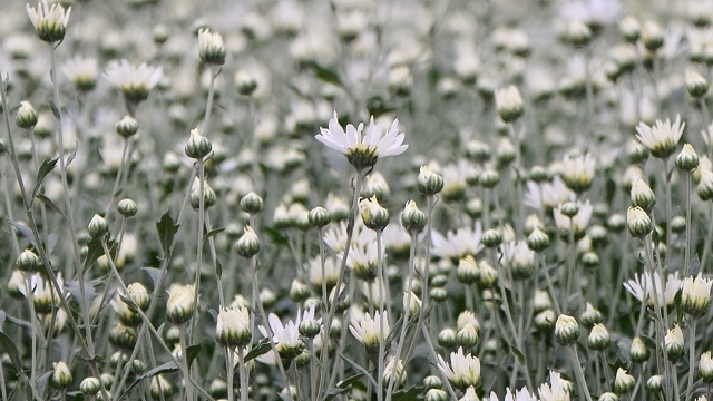 Hanoi’s beauty in season of pure-white daises