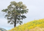 Enchanting wild sunflowers shine on Chu Dang Ya volcano