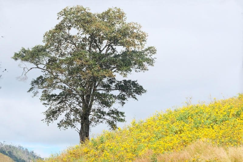 Enchanting wild sunflowers shine on Chu Dang Ya volcano
