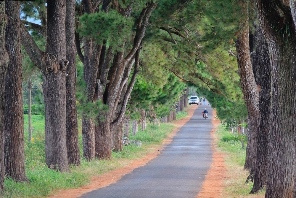 Walking on the most romantic road in Gia Lai
