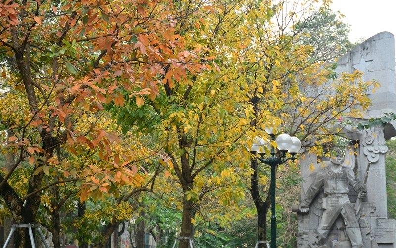 Brilliant and poetic Hanoi in the leaf changing season of 'loc vung' trees