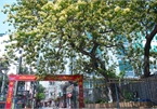 Hanoi: Crateva nurvala flowers bloom brilliantly in late spring
