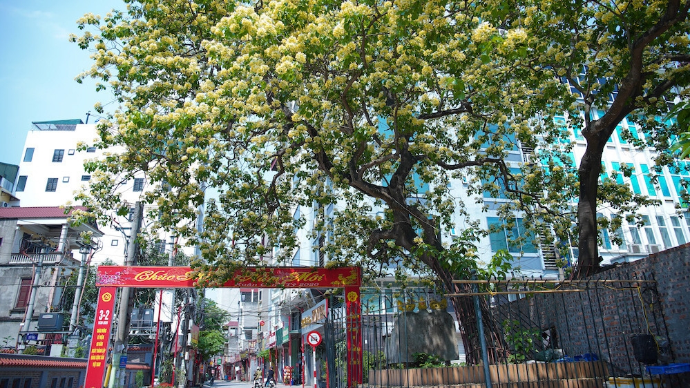 Hanoi: Crateva nurvala flowers bloom brilliantly in late spring
