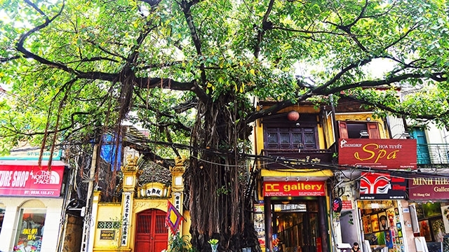 Banyan trees beat Hanoi’s summer heat