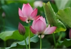 Lotus flowers bloom on the outskirts of Hanoi