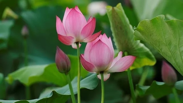 Lotus flowers bloom on the outskirts of Hanoi
