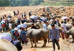 Unique buffalo market in northern mountainous commune