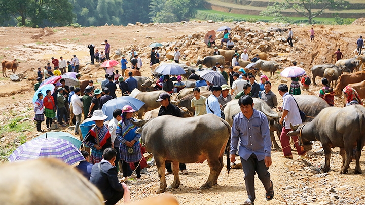 Unique buffalo market in northern mountainous commune
