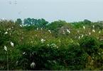 Bang Lang Stork Garden – largest bird sanctuary in Mekong Delta