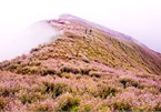 Flower garden in the clouds