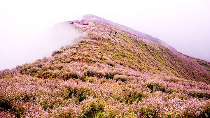 Flower garden in the clouds