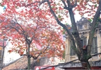 Brilliant Hanoi in leaf-changing season of ‘bang’ trees